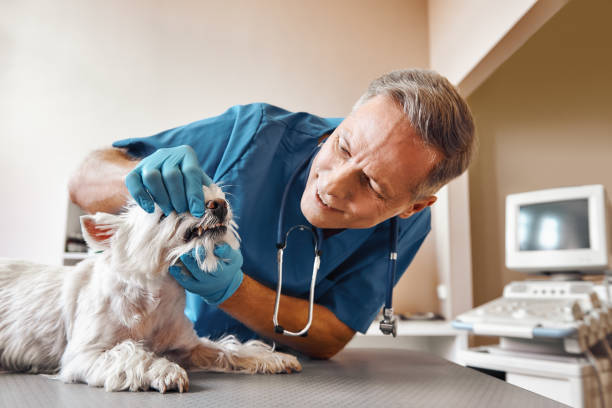  East Moline, IL Emergency Dentist Pros
